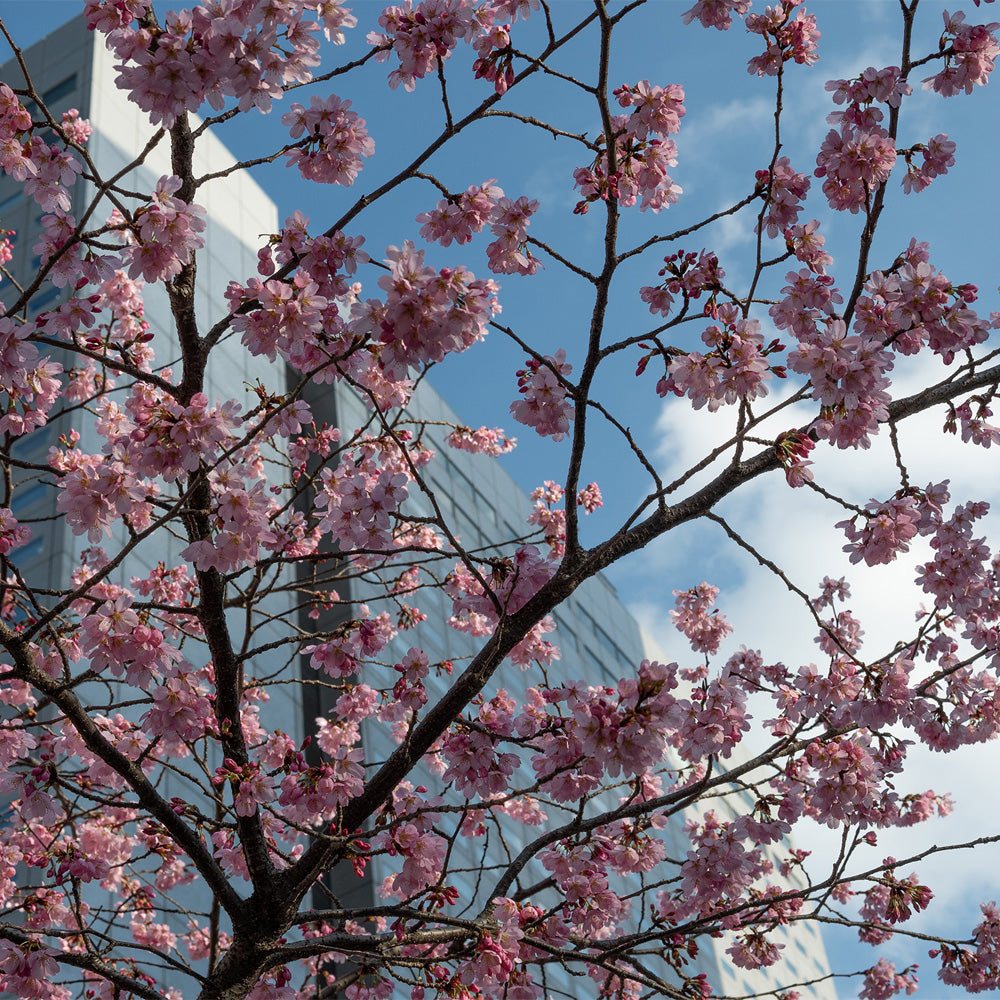 Sigma-30mm-f1.4-DC-DN-03.jpg